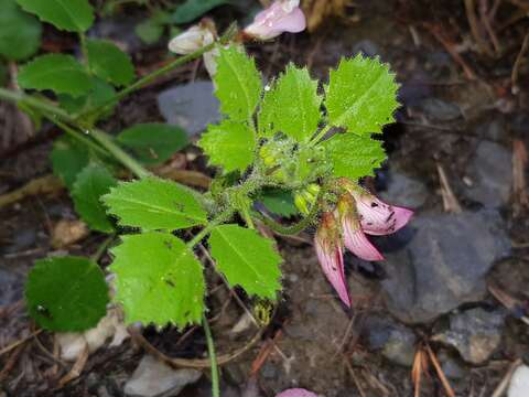 Image of Ononis rotundifolia L.