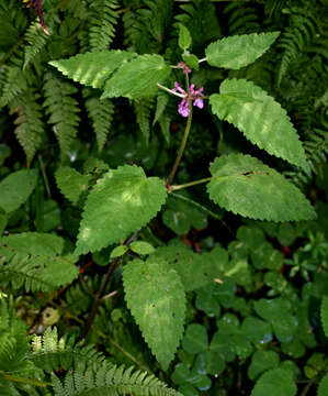 Слика од Stachys mexicana Benth.