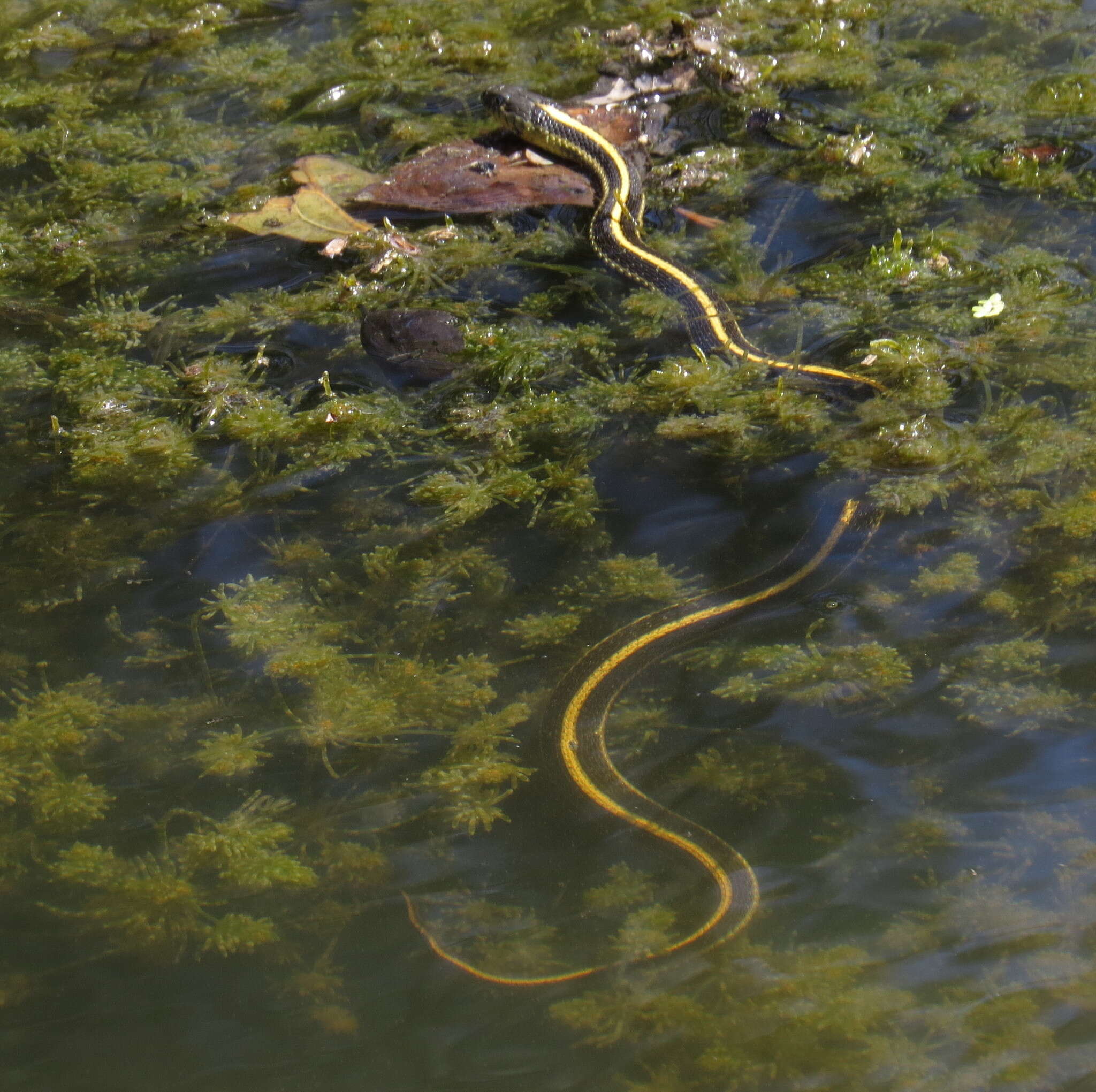 Image of Thamnophis atratus zaxanthus Boundy 1999