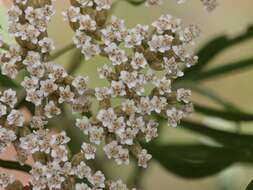 Ozothamnus argophyllus (A. Cunn. ex DC.) A. A. Anderberg resmi