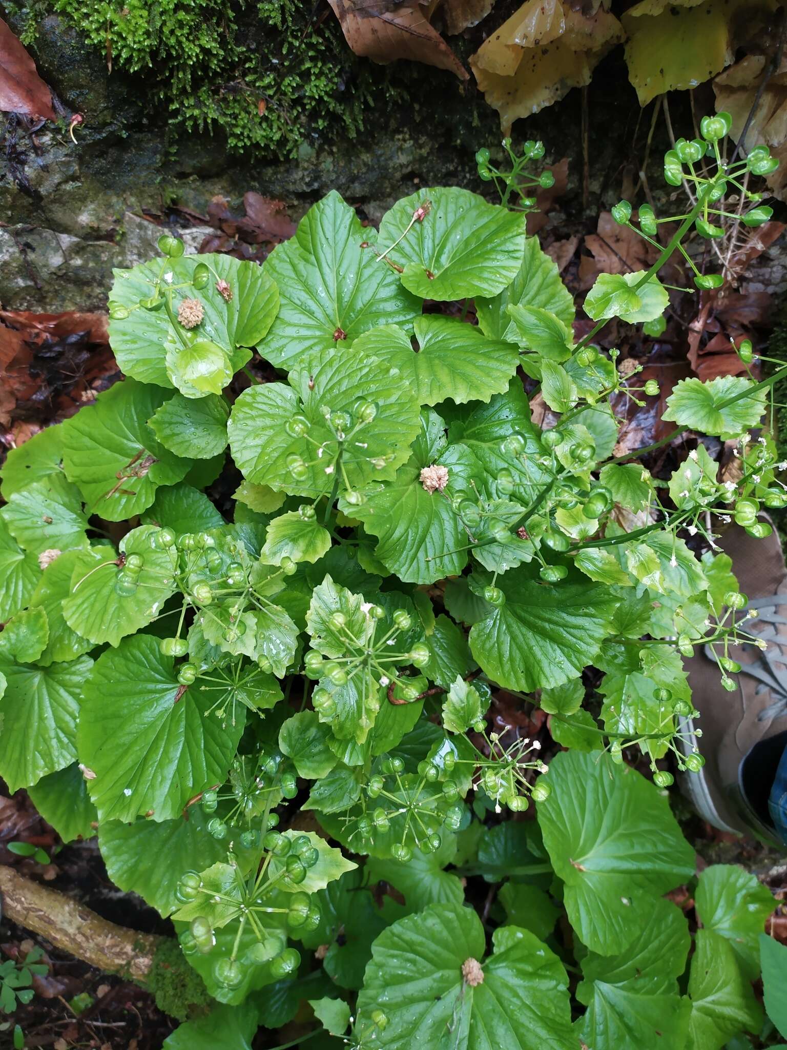 Imagem de Pachyphragma macrophyllum (Hoffm.) N. Busch