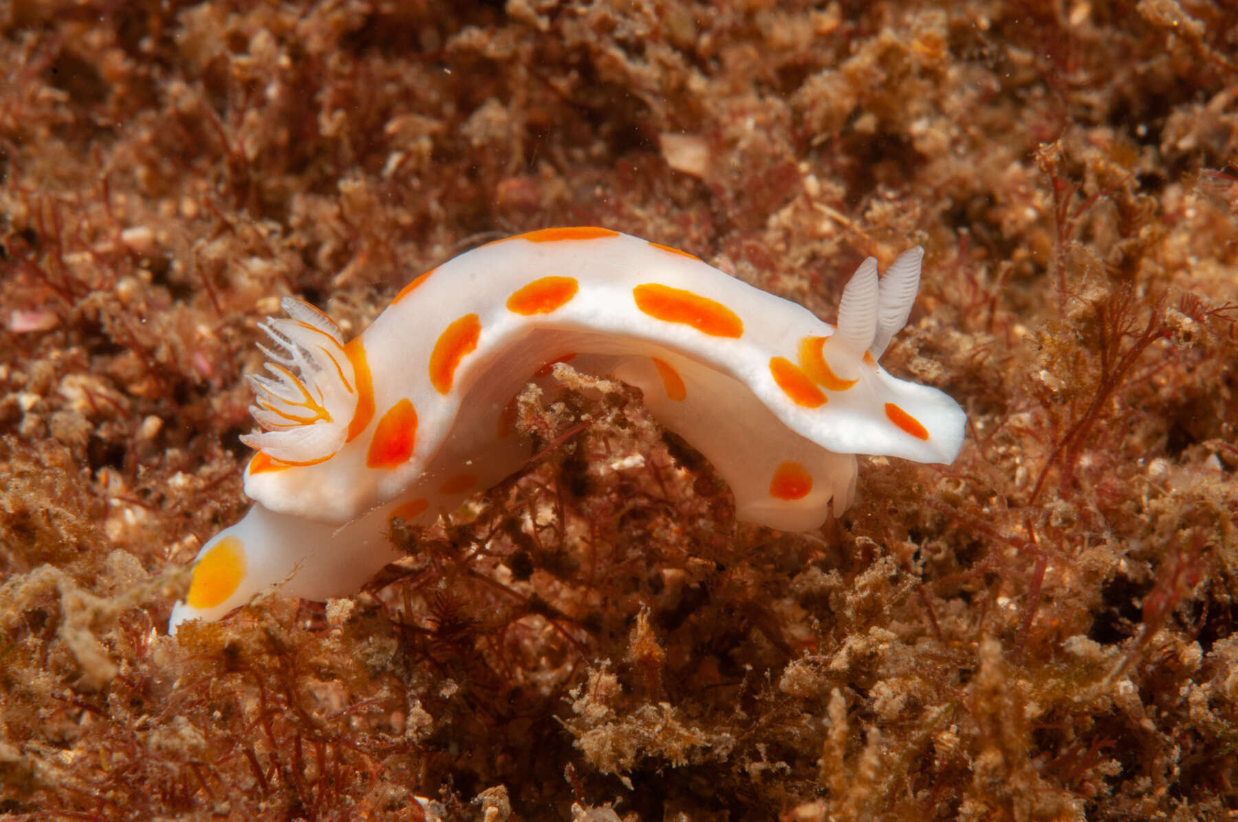 Image of Goniobranchus tasmaniensis (Bergh 1905)