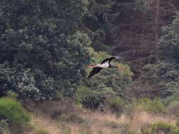 Image of Black Stork