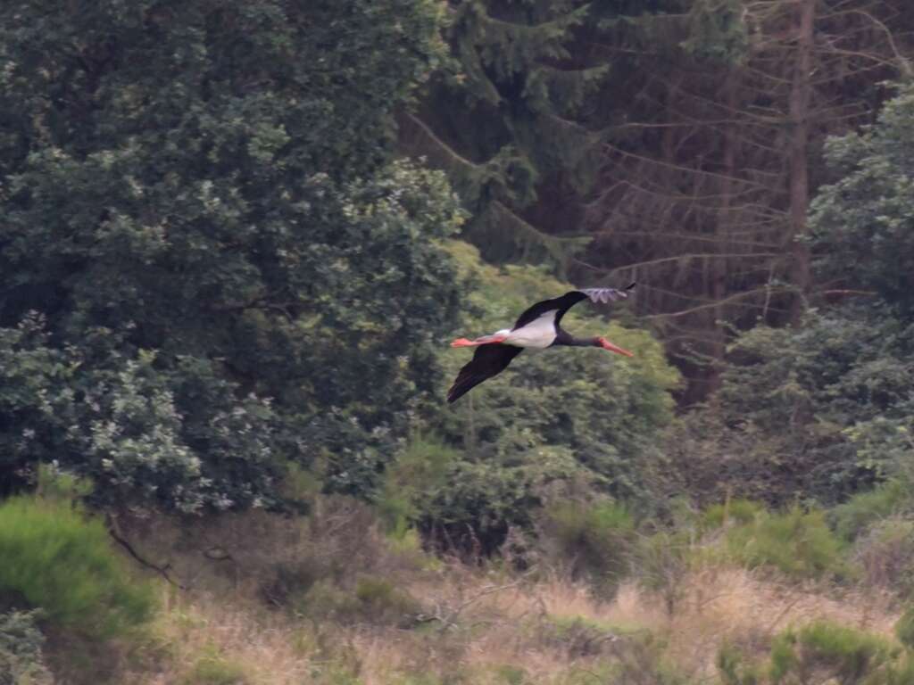 Image of Black Stork