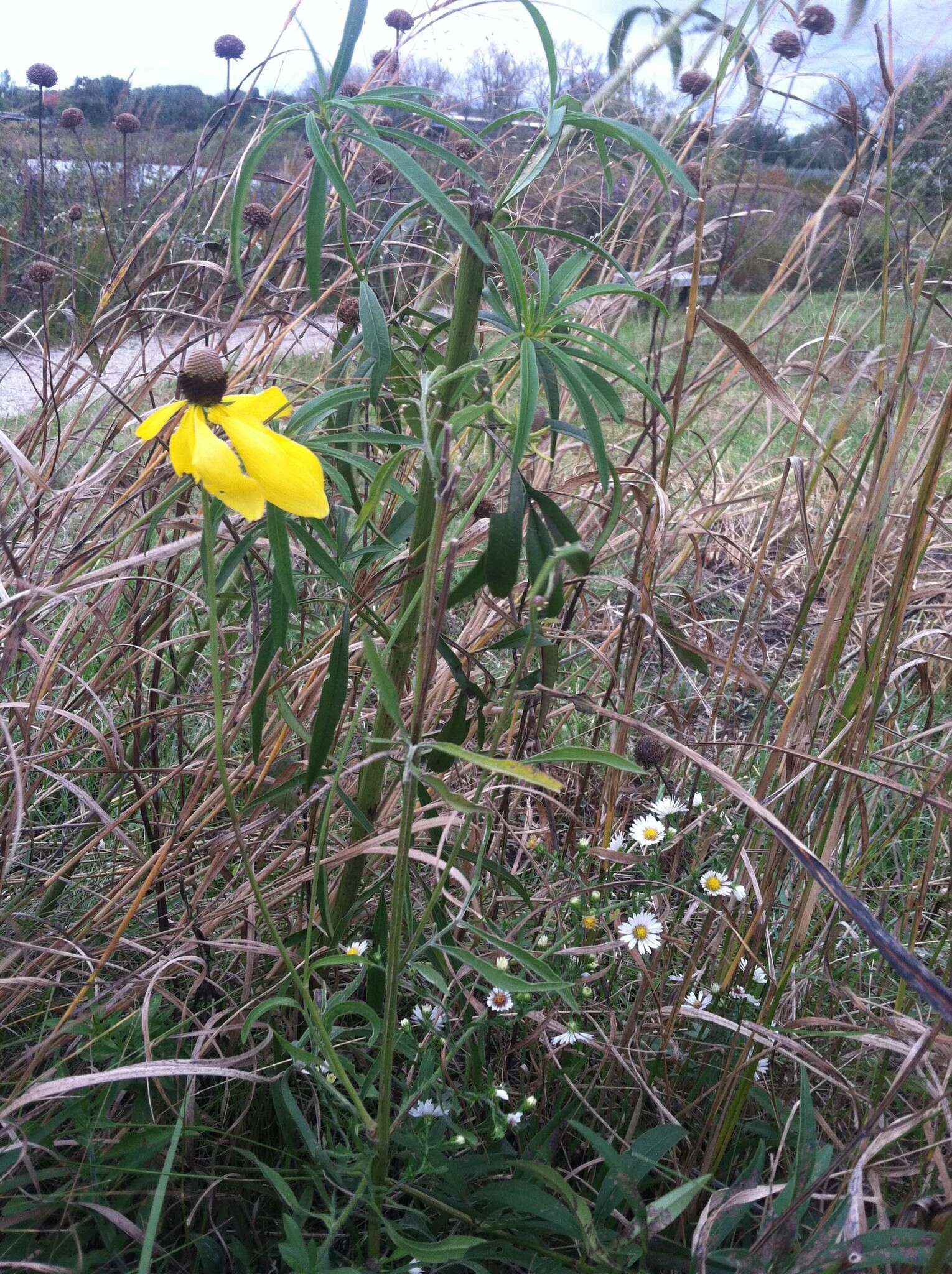 صورة Ratibida pinnata (Vent.) Barnh.