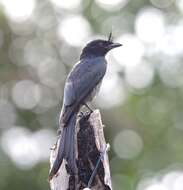 Image of Crested Drongo