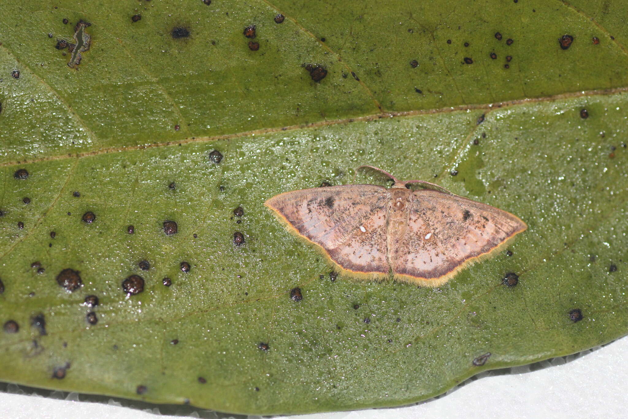 Image of Chrysocraspeda sanguinea Warren 1896