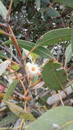 صورة Eucalyptus cosmophylla F. Müll.