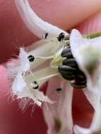 Delphinium carolinianum subsp. calciphilum M. J. Warnock的圖片