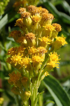 Image of Southern Goldenrod