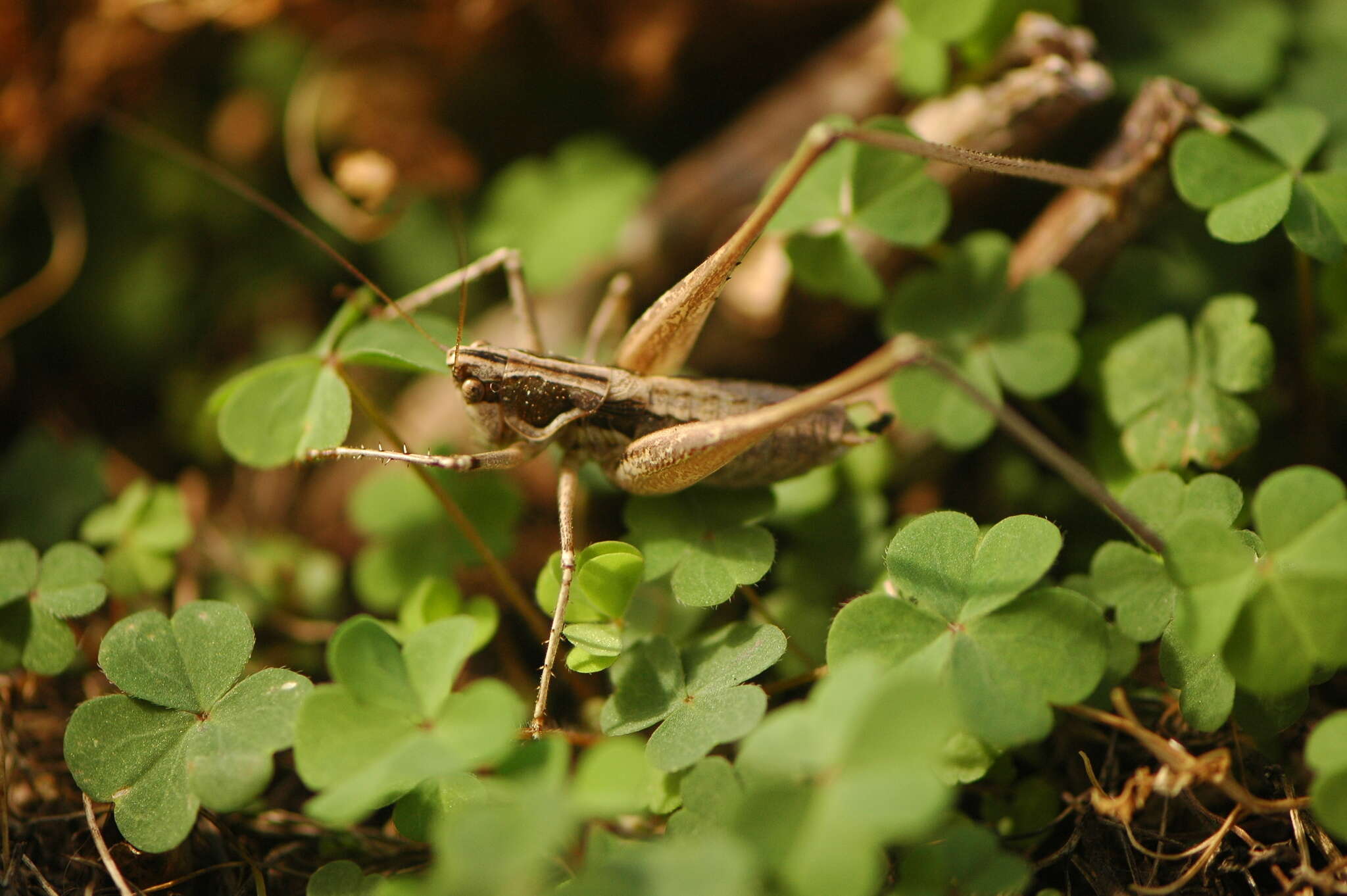 Imagem de Pterolepis