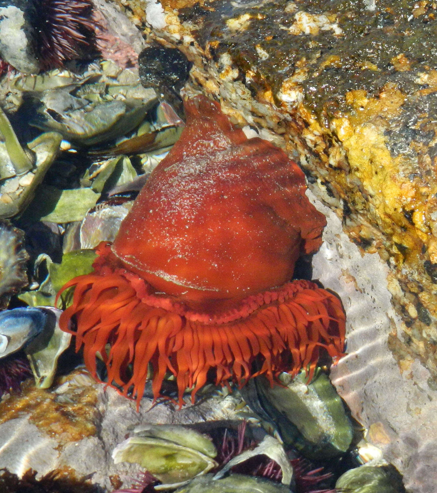 Image of False plum anemone