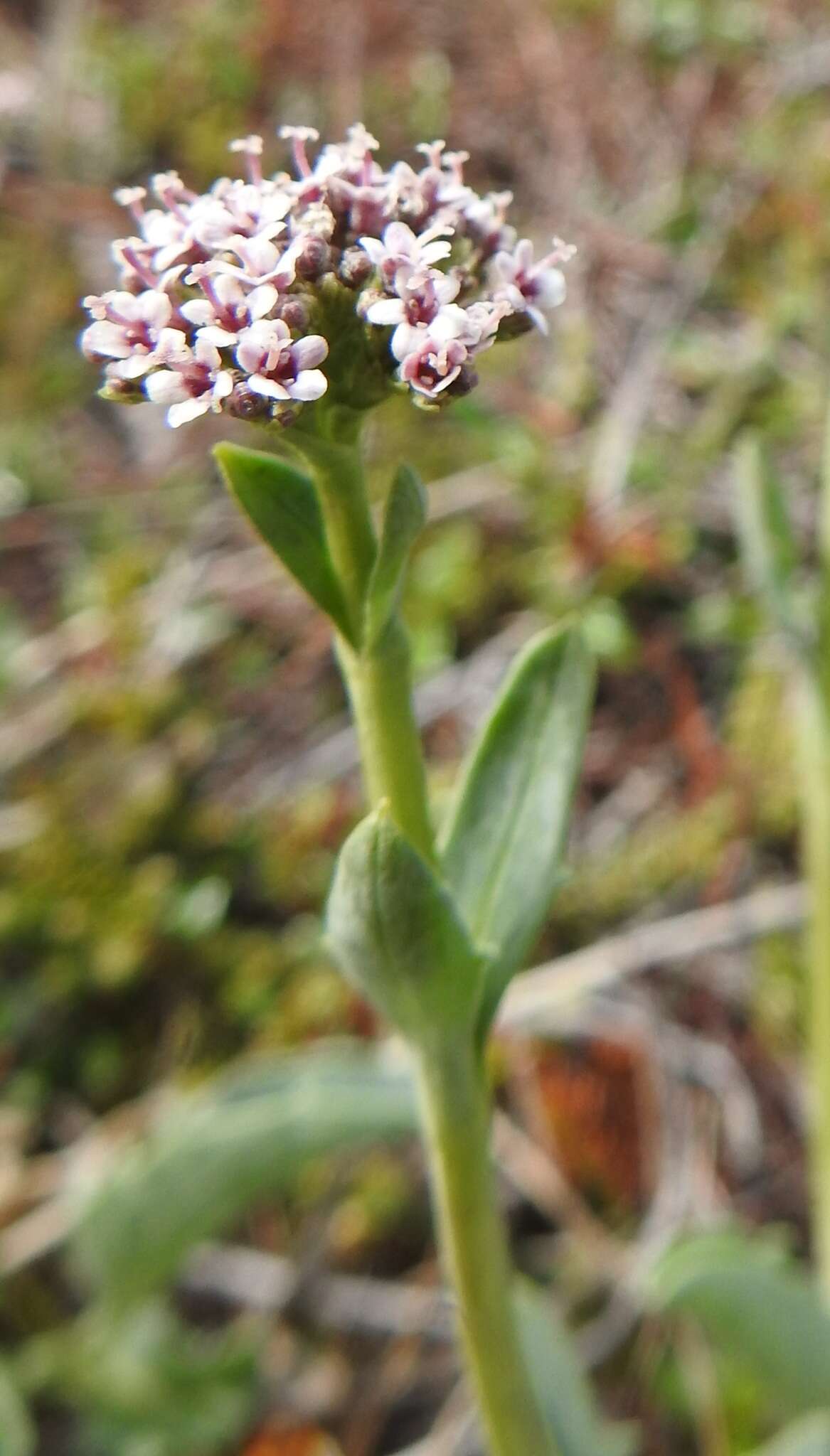 Image of Valeriana carnosa Sm.