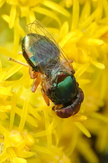 Image of Picture-winged fly