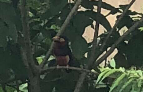 Image of Bearded Barbet