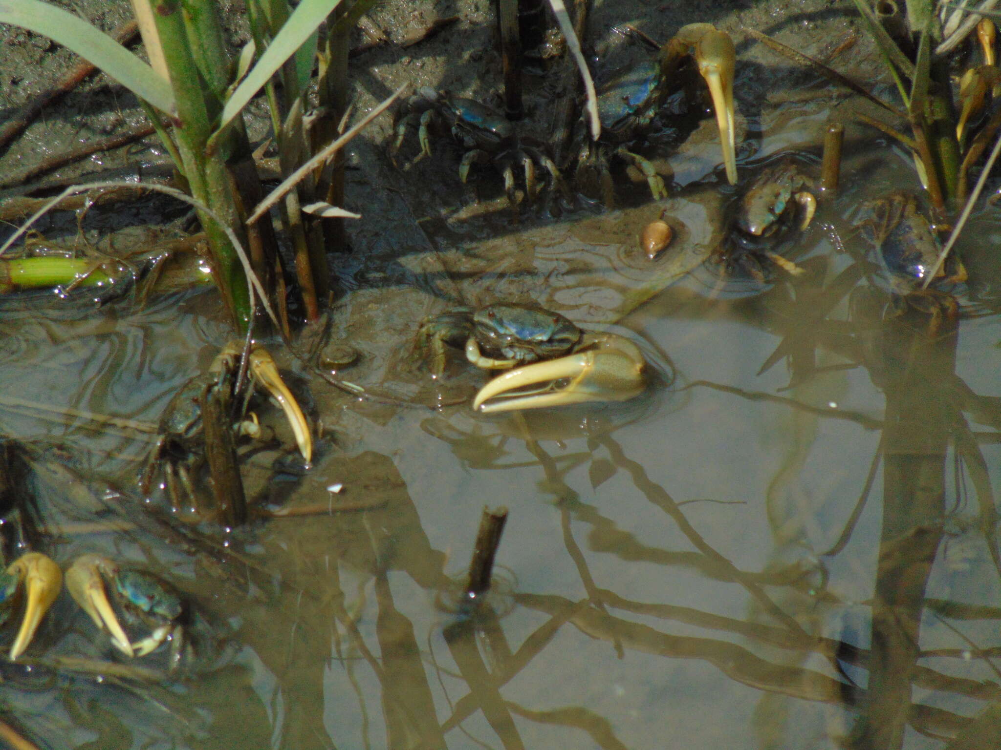 Image of Atlantic Marsh Fiddler Crab