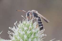 Halictus brunnescens (Eversmann 1852) resmi