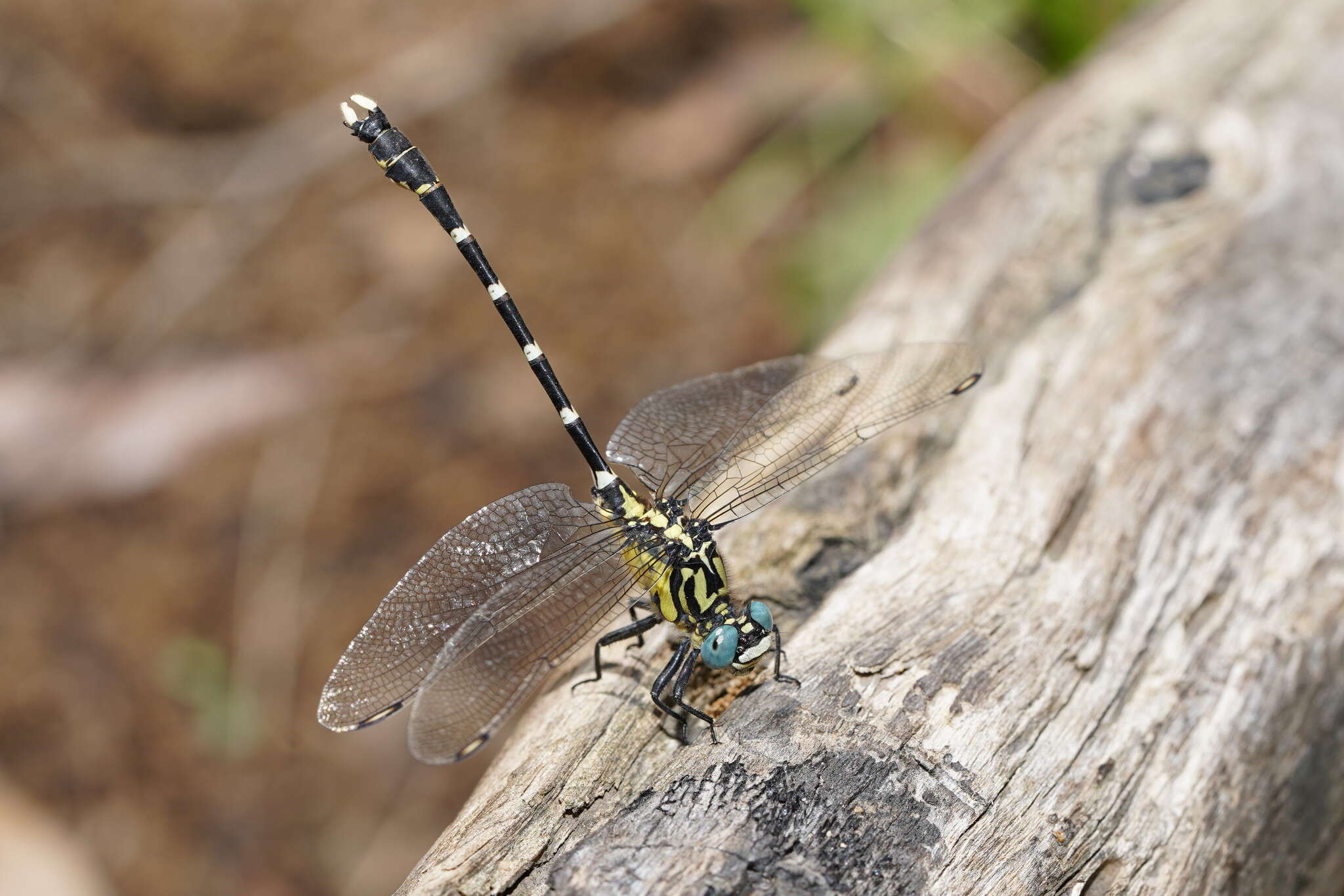 Image of Hemigomphus heteroclytus Selys 1854