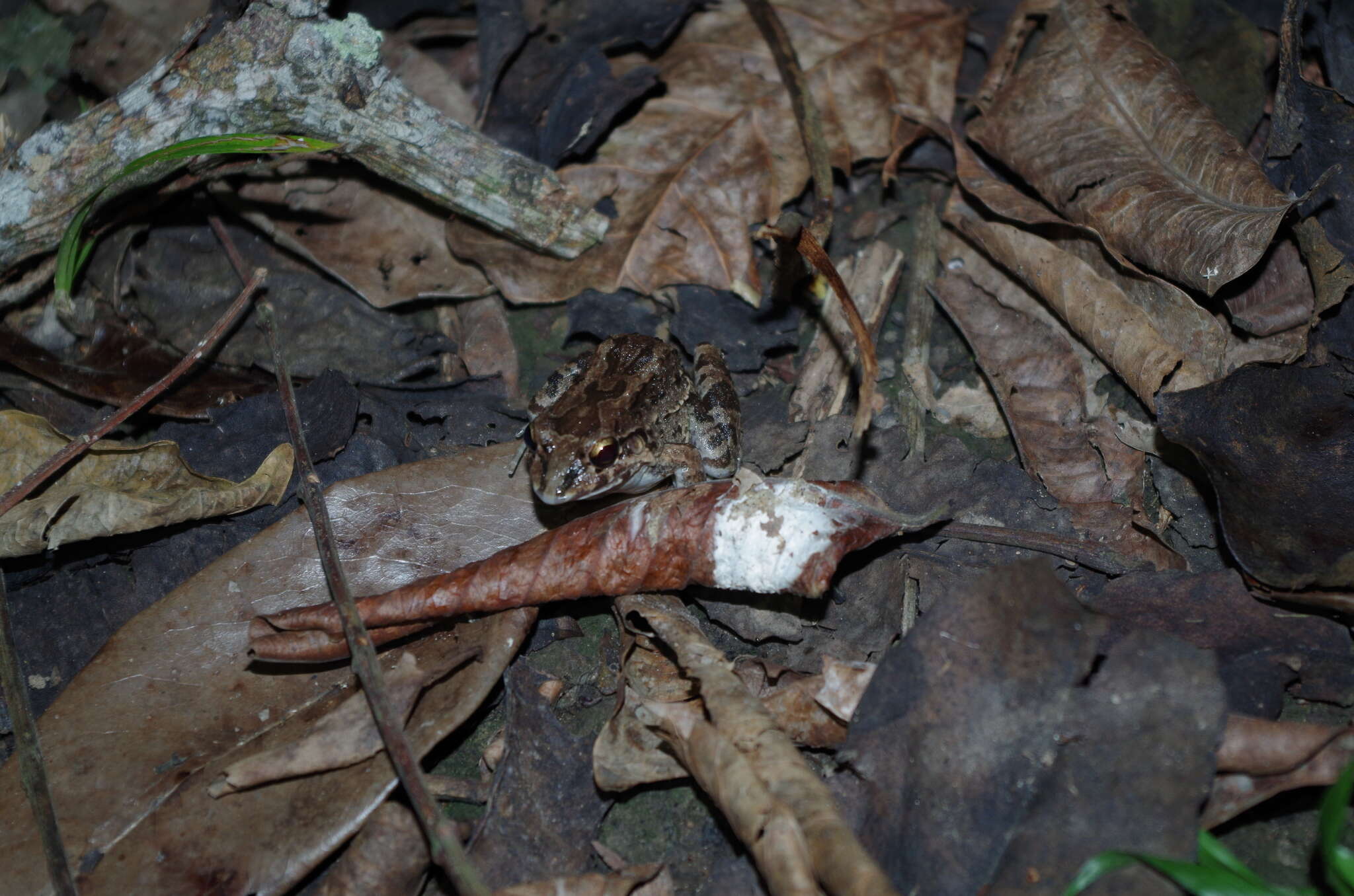 Image of Leptodactylus labrosus Jiménez de la Espada 1875