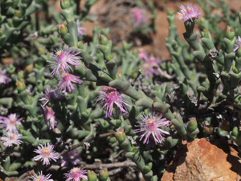 Image of Ruschia perfoliata (Mill.) Schwant.