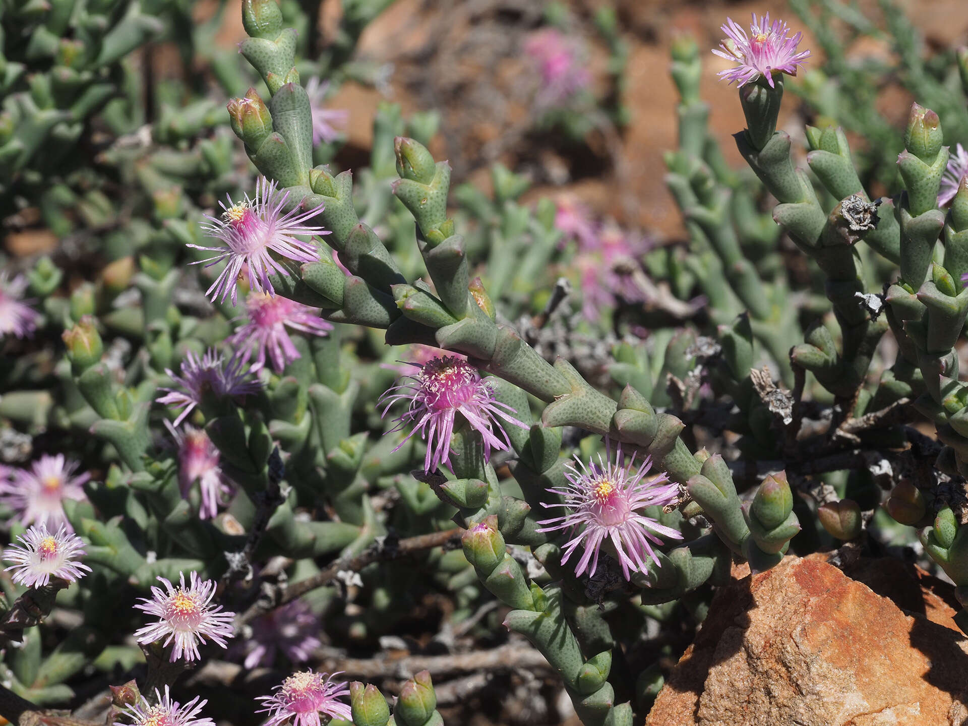 Imagem de Ruschia perfoliata (Mill.) Schwant.