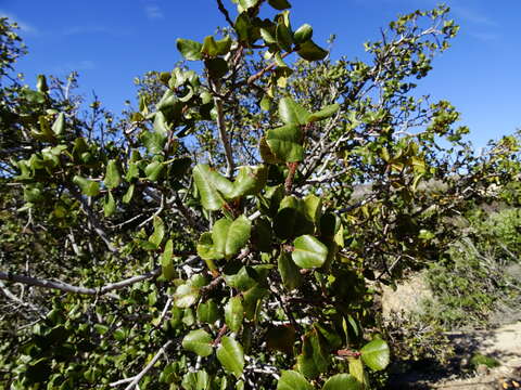 Imagem de Endotropis crocea (Nutt.) Hauenschild