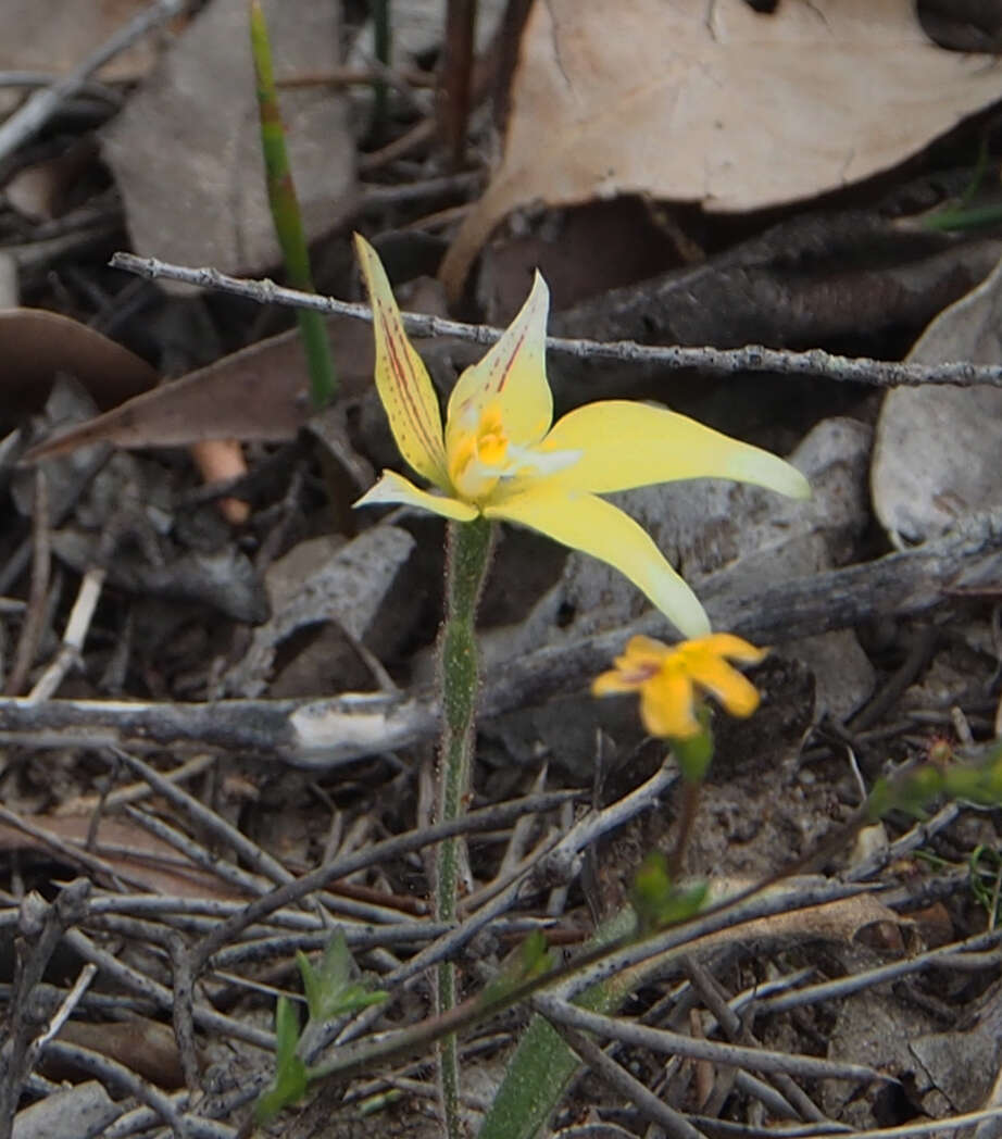 Image de Caladenia flava R. Br.