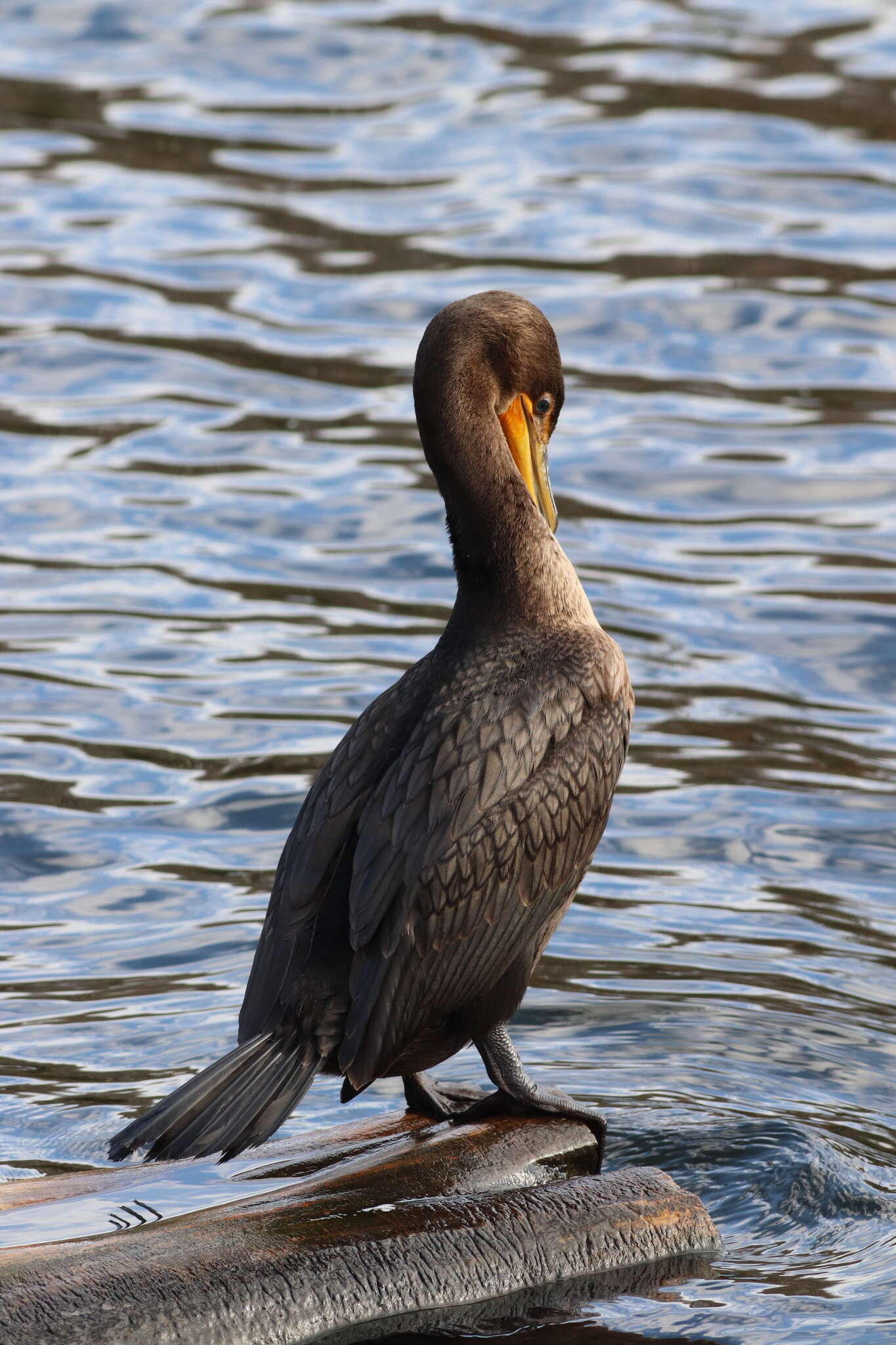 Plancia ëd Phalacrocorax auritus auritus (Lesson & R 1831)