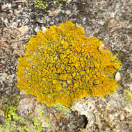 Image of candelina lichen