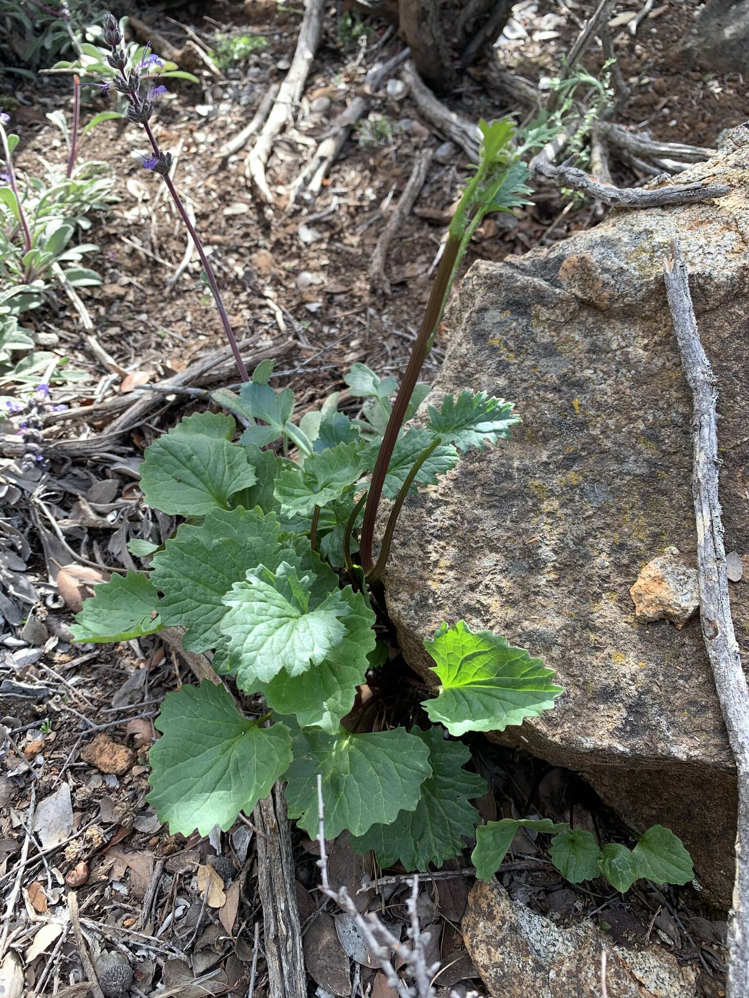 Image of Gander's ragwort