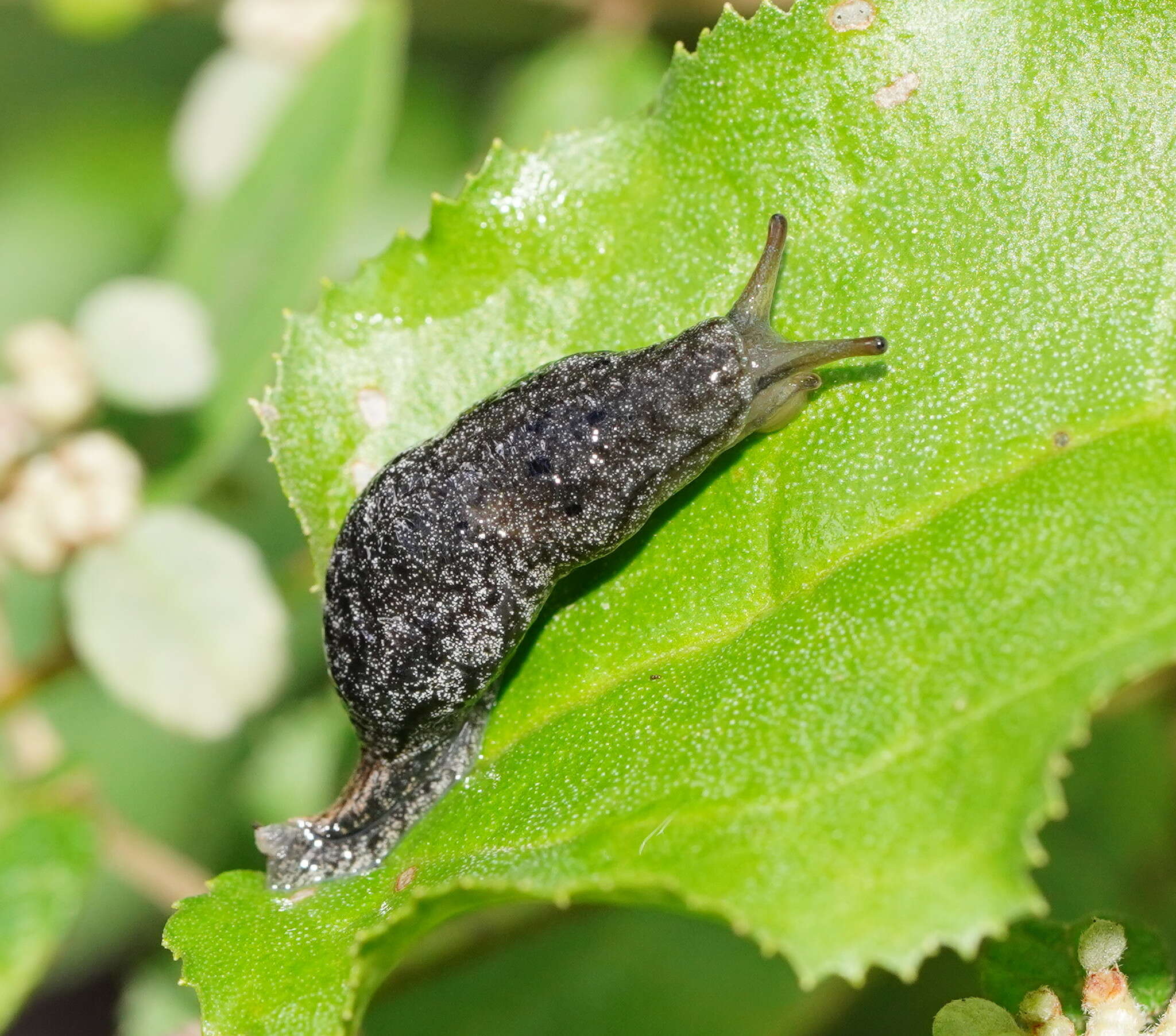 Image of Cystopelta purpurea Davies 1912