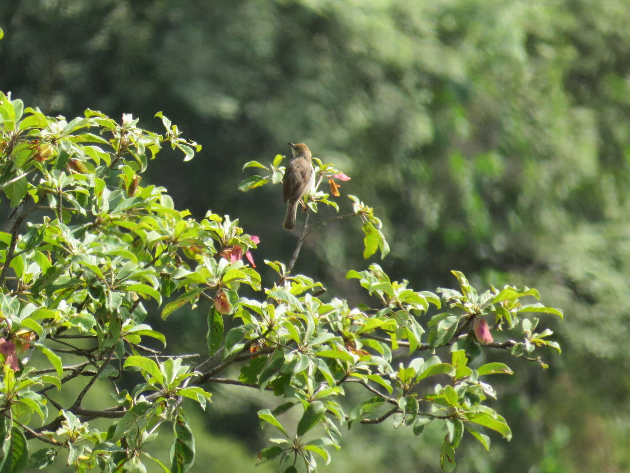 Image of Boran Cisticola