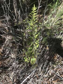 Image of Oeosporangium