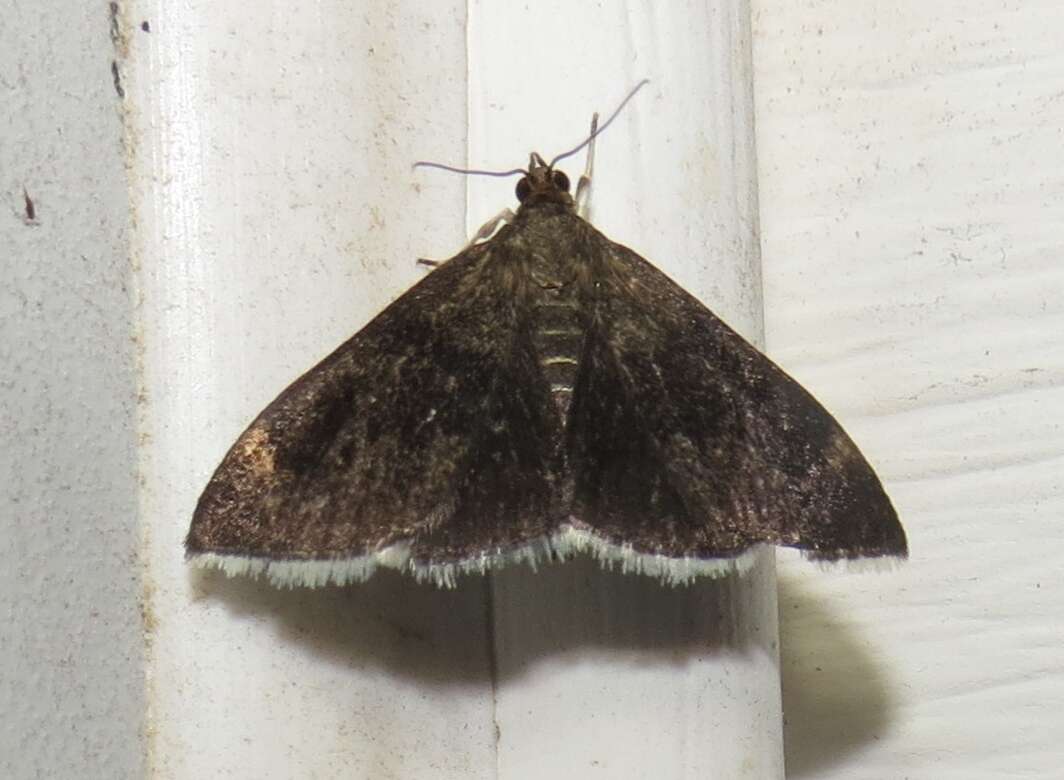 Image of White-fringed Pyrausta Moth