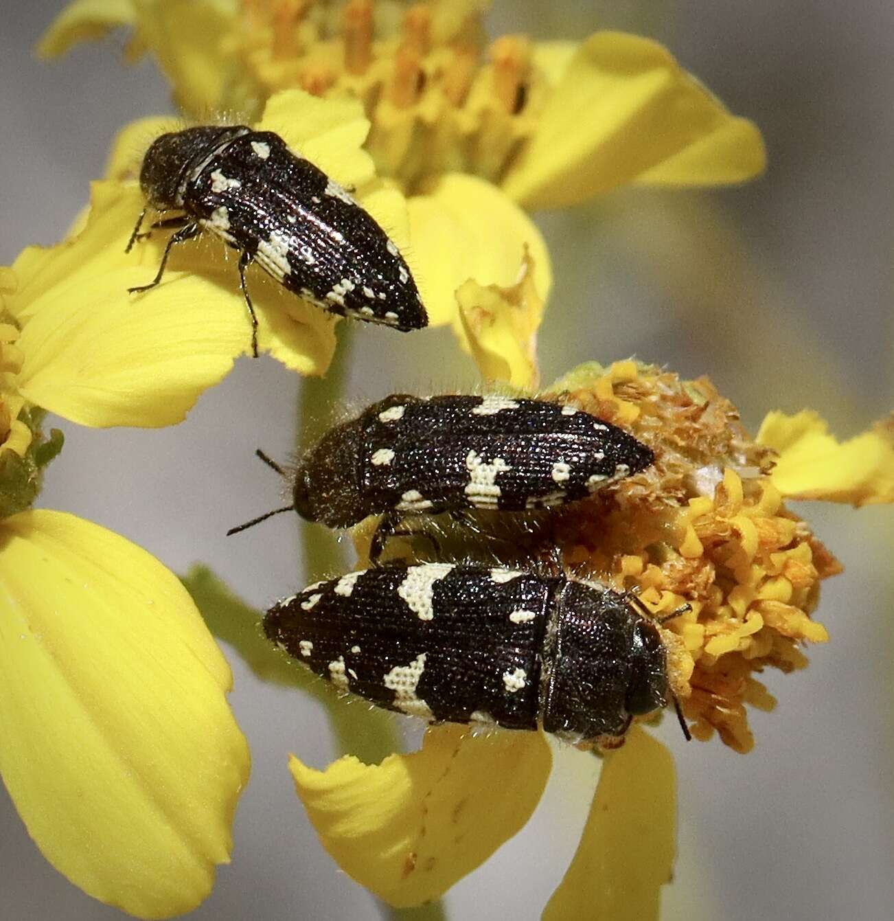 Image de Acmaeodera vernalis Barr 1972