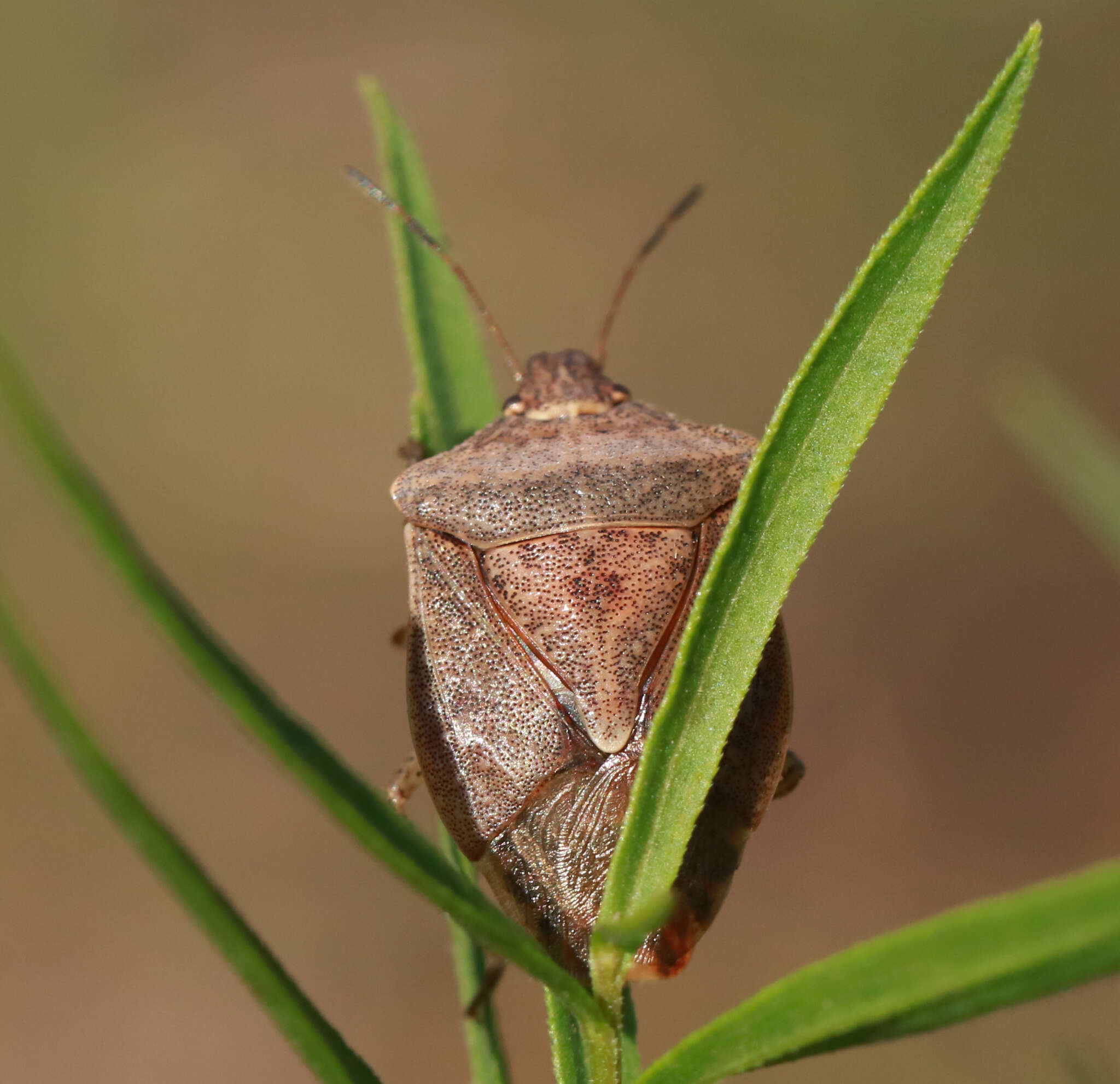 Image of Brown Stink Bug