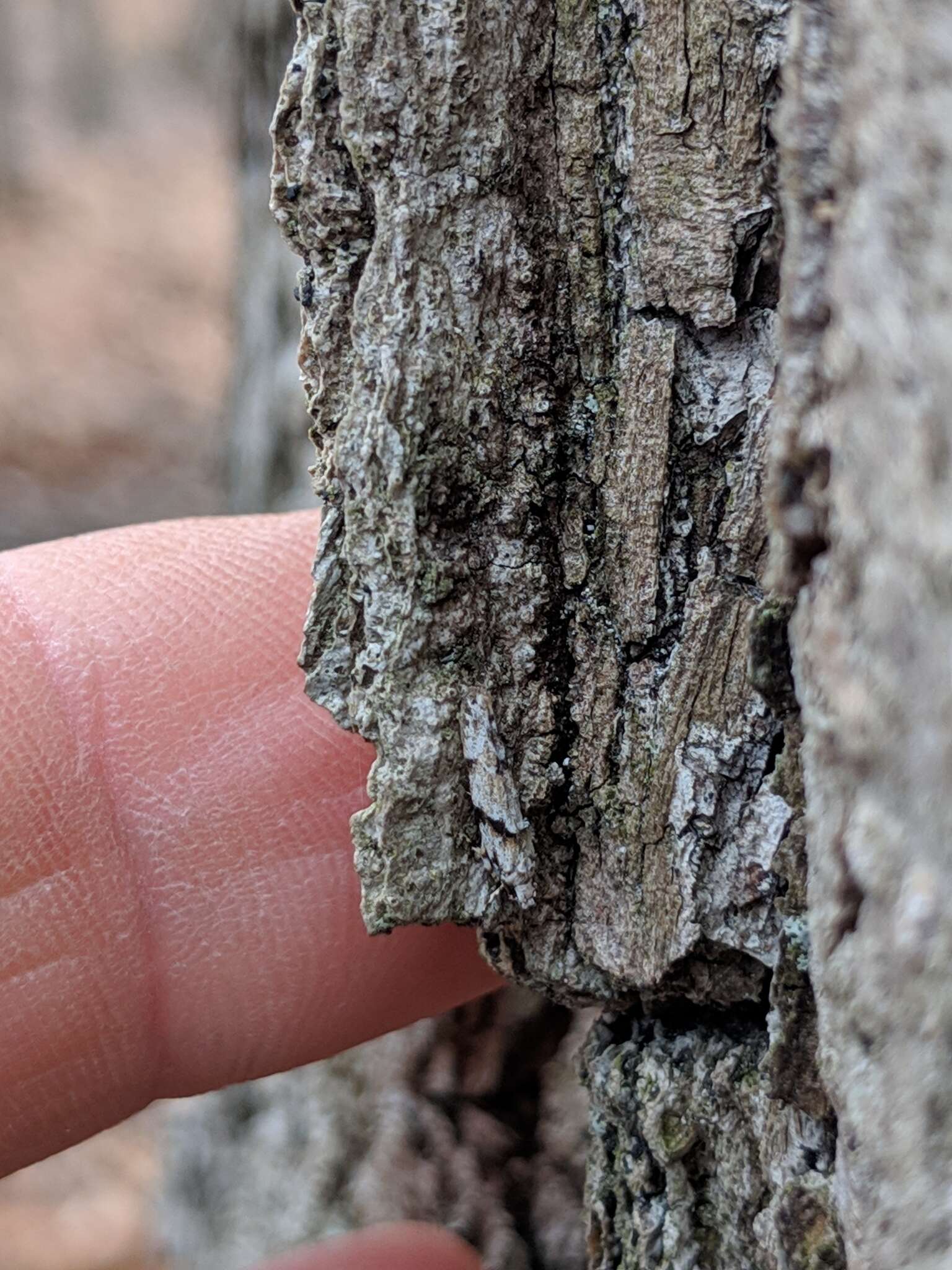 Image of Stripe-backed Moth