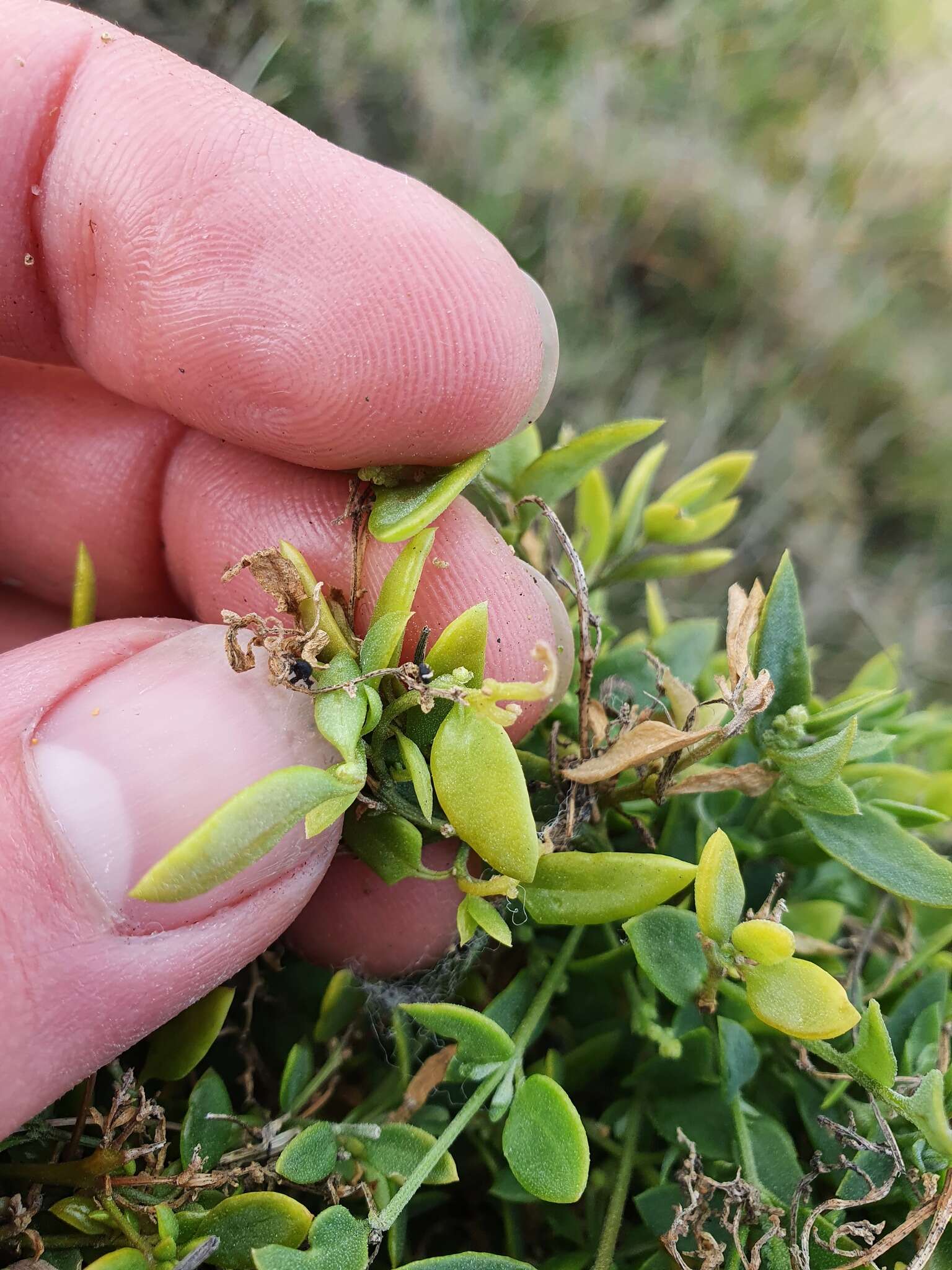 Plancia ëd Chenopodium nutans subsp. nutans