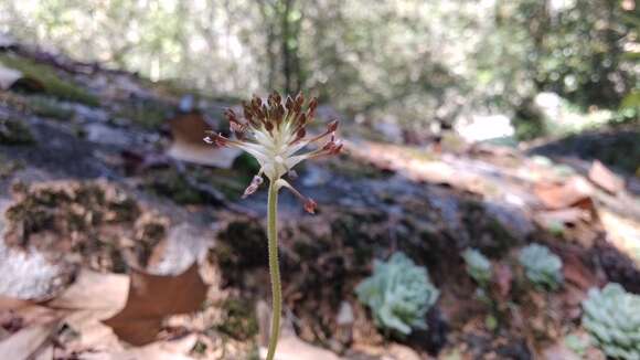 Image of Cranichis subumbellata A. Rich. & Galeotti