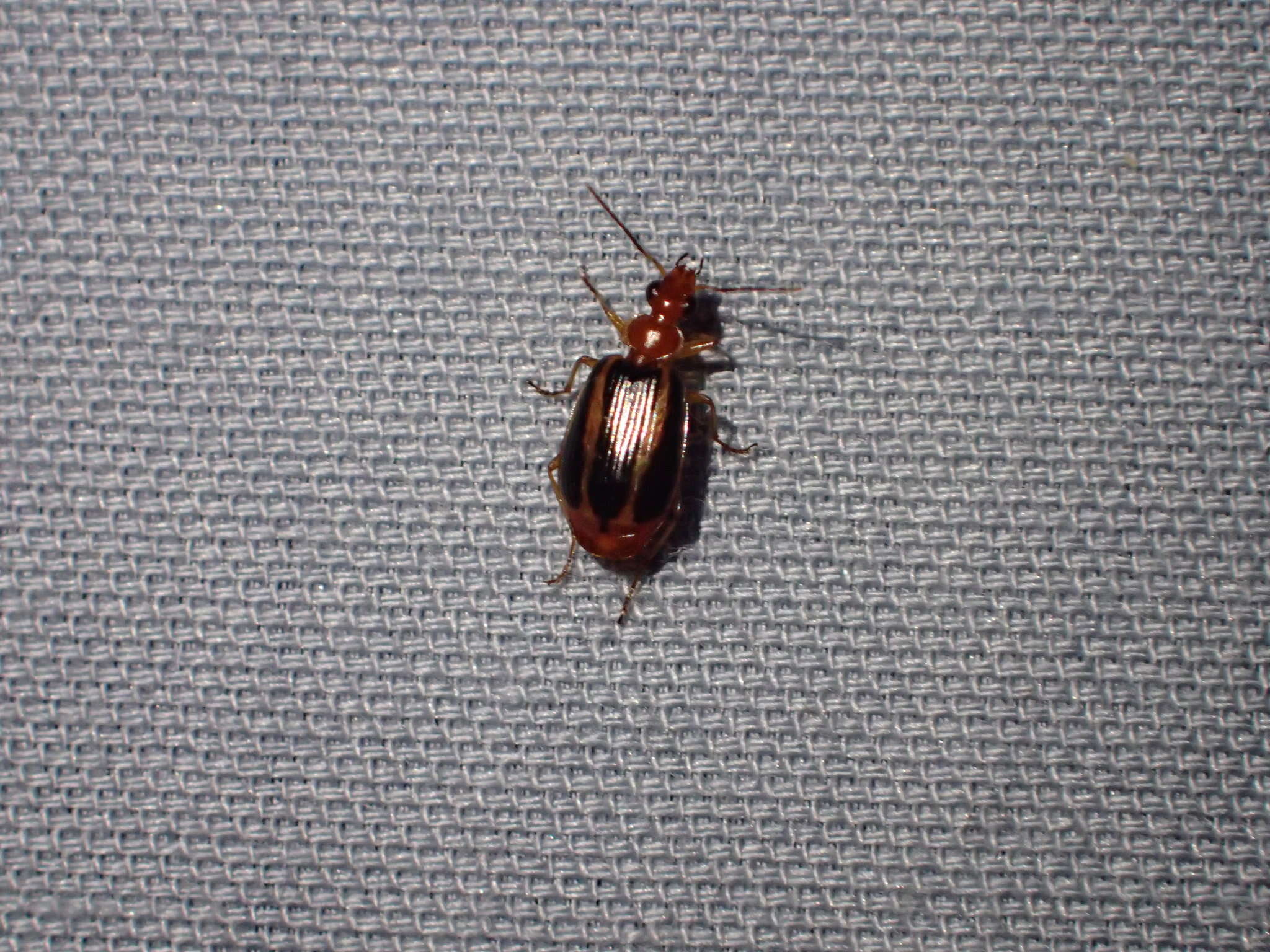 Image of Lebia (Lebia) solea Hentz 1830