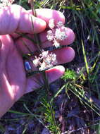 Image of whorled milkweed