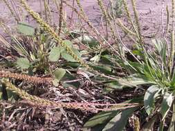 Image of Plantago depressa Willd.