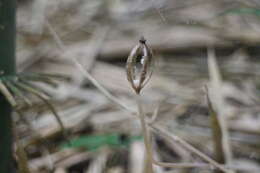 Image of Gastrodia pubilabiata Y. Sawa