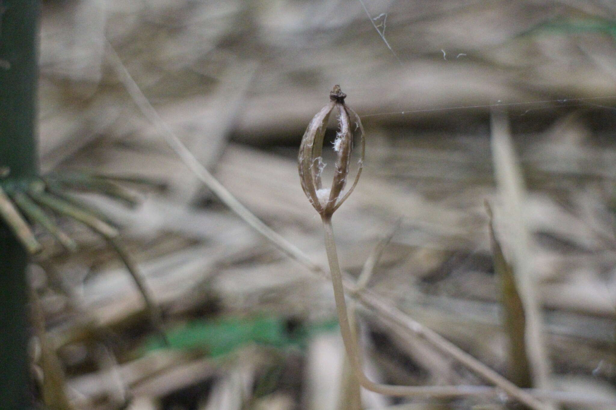 Image of Gastrodia pubilabiata Y. Sawa