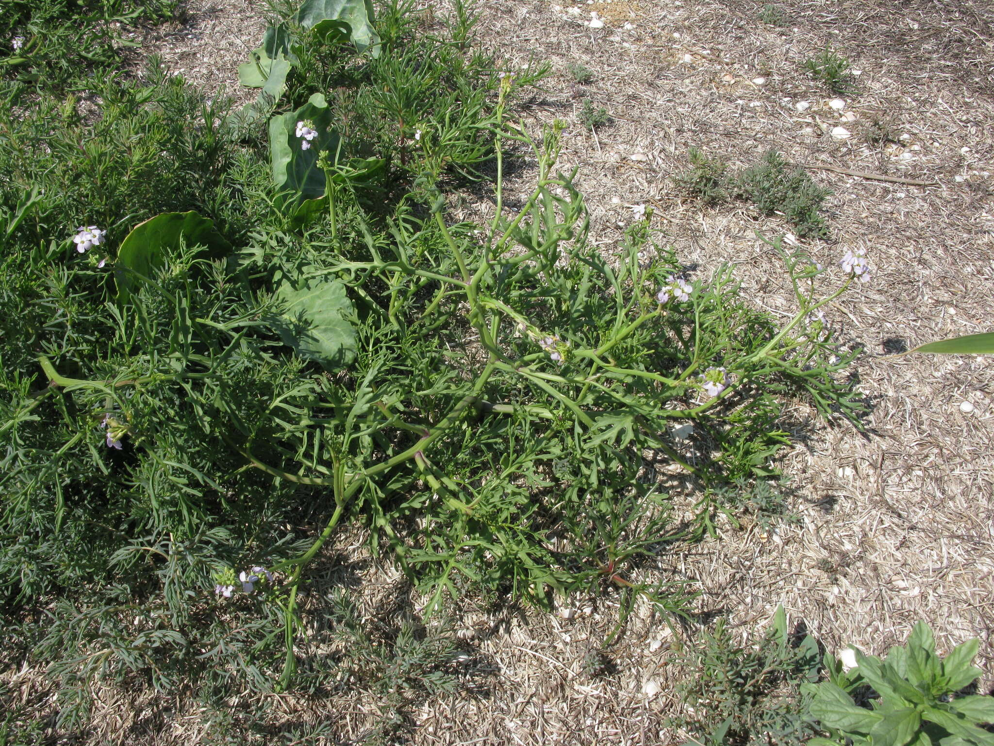 Image of Cakile maritima subsp. euxina (Pobed.) Nyár.