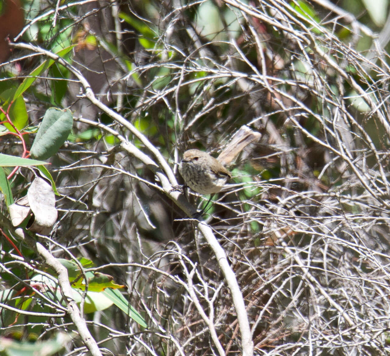 Image of Inland Thornbill