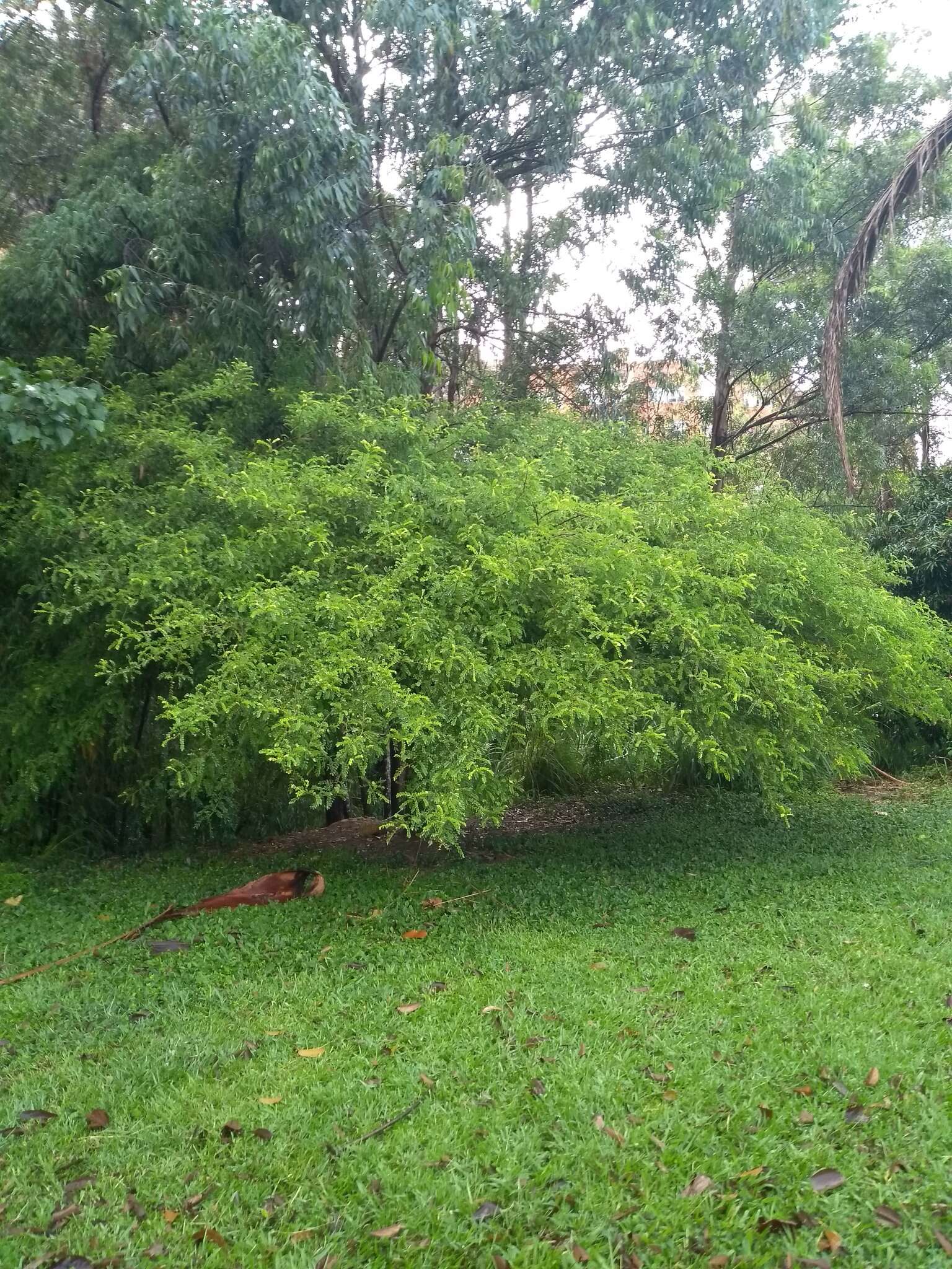 Sivun Geoffroea spinosa Jacq. kuva