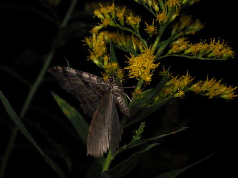 Image of Triphosa sericata Butler 1879