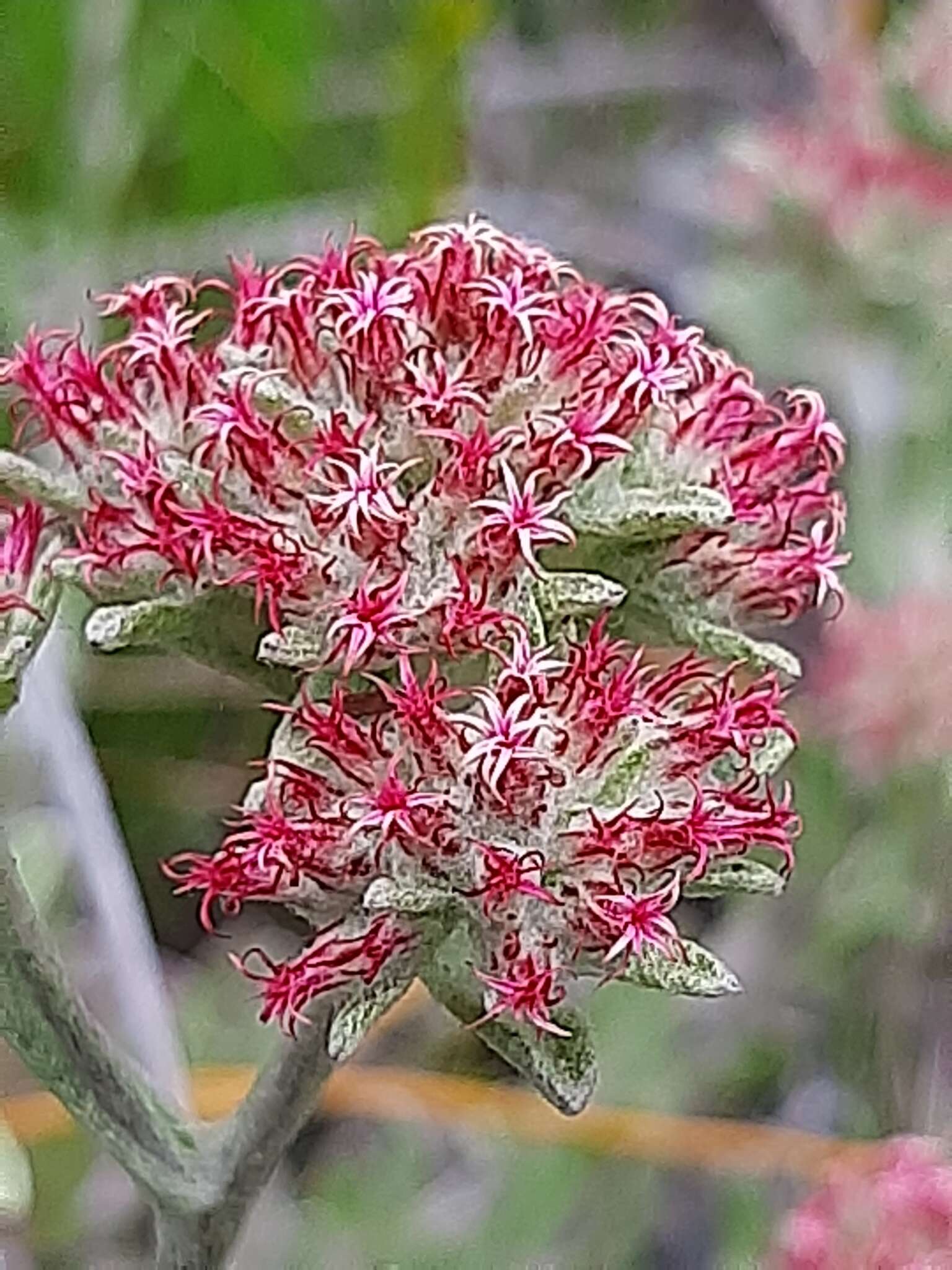 Image de Helichrysum spiralepis Hilliard & Burtt