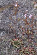 Image of Stylidium assimile R. Br.